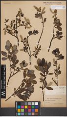 Foto von Salix glauca L. x Salix nigricans Sm. x Salix phylicifolia L.
